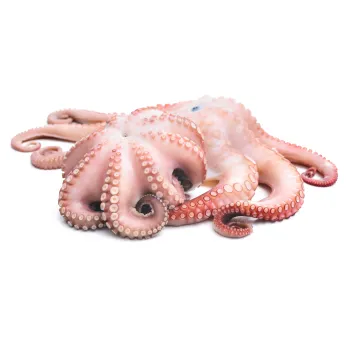 F.F ΧΤΑΠΟΔΙ Τ3 (2-3KG) ΜΑΡΟΚΟΥ ΣΥΡΡΙΚΝΩΣΗ