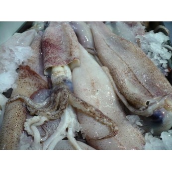 F.F ΚΑΛΑΜΑΡΙ U/3 ΑΤΛΑΝΤΙΚΟΥ 6Χ2ΚΙΛ BLOCK