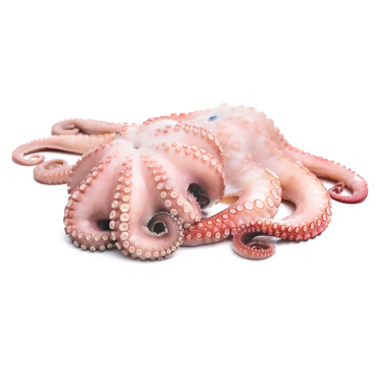 F.F ΧΤΑΠΟΔΙ Τ2 (3-4KG) ΜΑΡΟΚΟΥ ΣΥΡΡΙΚΝΩΣΗ