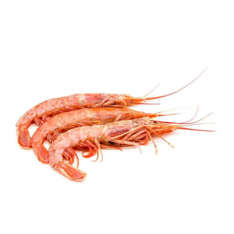 ΓΑΡΙΔΕΣ Νο2 ΑΤΛΑΝΤΙΚΟΥ 20/30 (9Χ2ΚΙΛ)