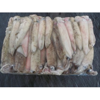 F.F ΚΑΛΑΜΑΡΙ ΠΑΤΑΓΟΝΙΑΣ ΟΛΟΚΛΗΡΟ C5 L BLOCK